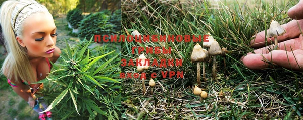ПСИЛОЦИБИНОВЫЕ ГРИБЫ Вязники